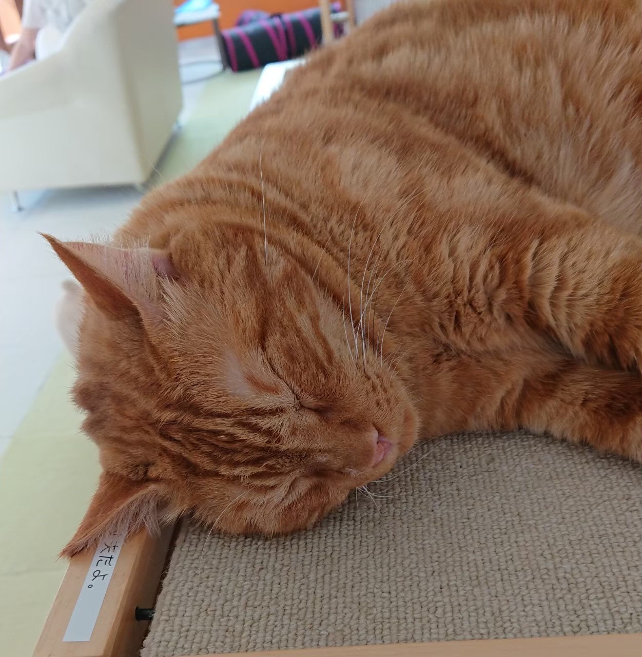JR南武線「谷保駅」にある猫カフェ「谷保ねこ 猫のいる休憩室」回し車 