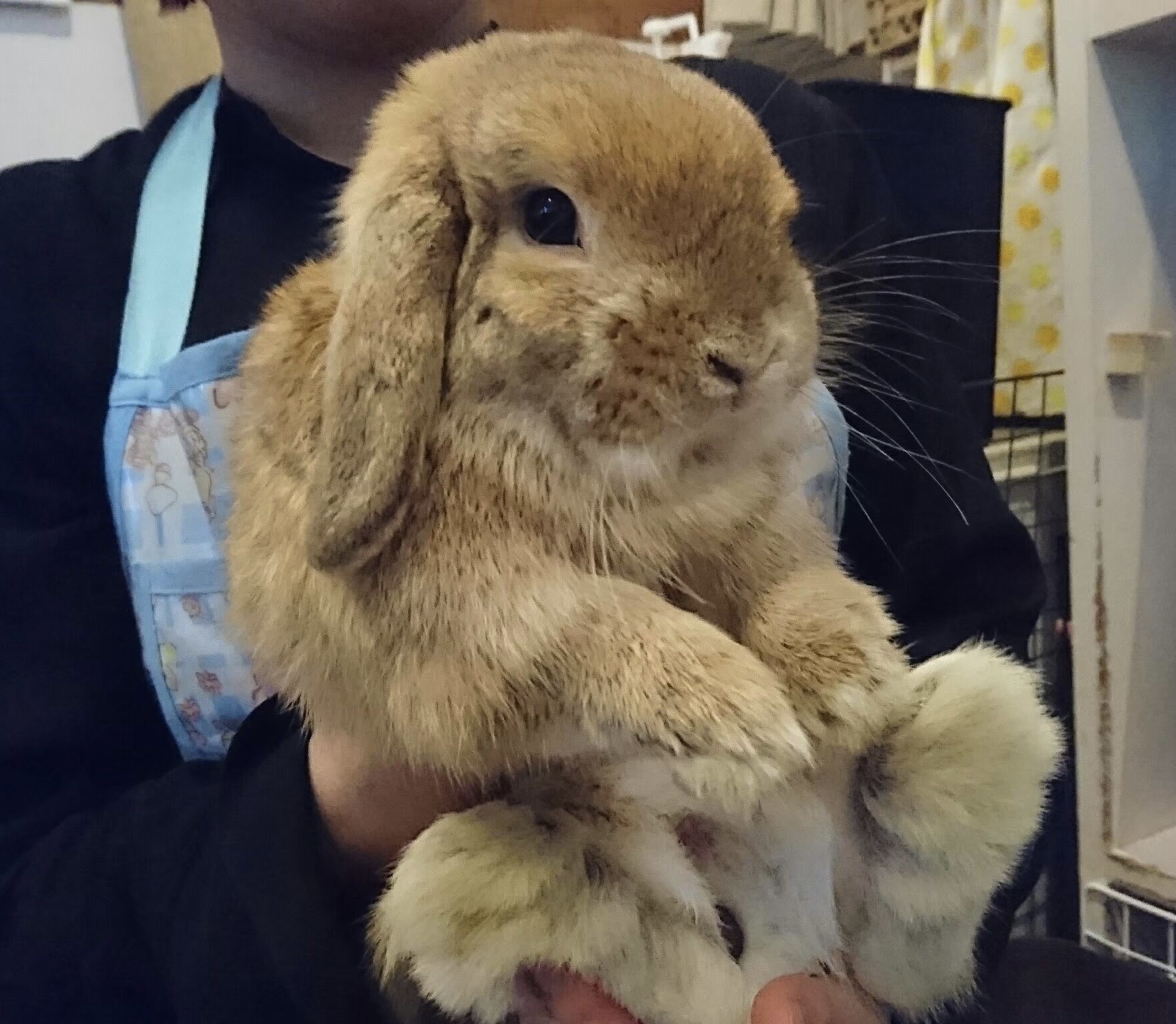 吉祥寺にあるうさぎカフェ ミニヨン に行ってきたよ まことごころ